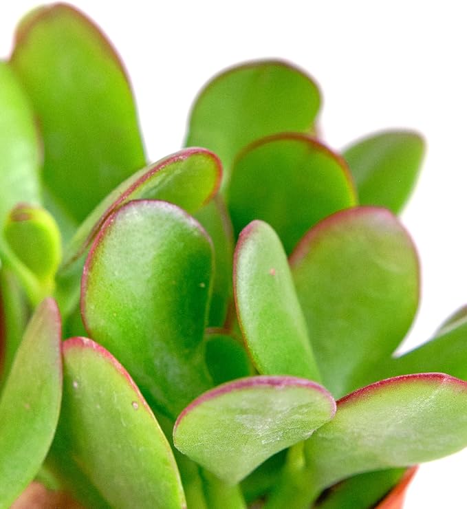 Shop Succulents Jade Succulent Plant, Crassula Ovata Fully Rooted Live 4" Succulent Plant, Low Maintenance Indoor Plant, Hardy Succulents, Hard to Kill Plants, Wedding and Party Favors, Gift & Garden