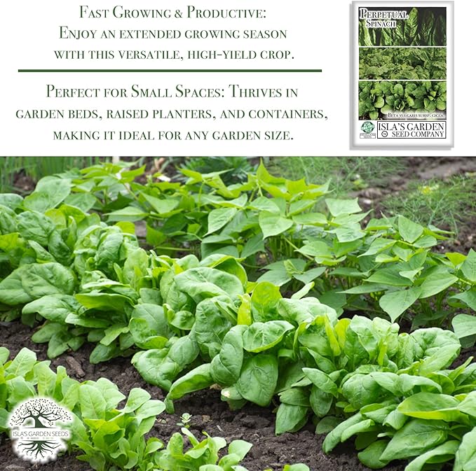 Perpetual Spinach Seeds for Planting, 300+ Heirloom Seeds Per Packet, (Isla's Garden Seeds), Non GMO Seeds, Botanical Name: Beta vulgaris subsp. vulgaris, Great Home Garden Gift