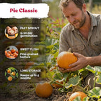 KVITER 50 Sugar Pumpkin Seeds Organic (Cucurbita Pepo) – Small Pumpkin Heirloom Seed, Sweet Fine-Grained Flesh for Canning & Pies – Vegetable Seeds for Planting in Outdoor Garden
