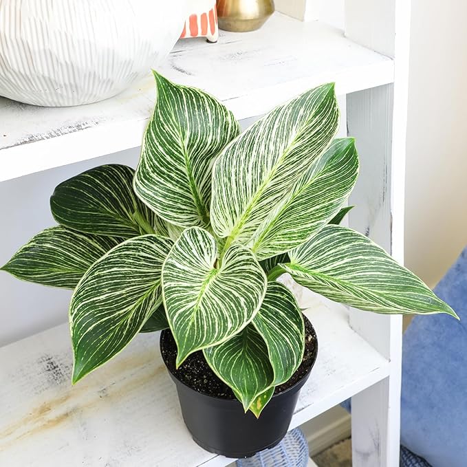 Birkin Philodendron in 6 Inch Pot for Indoor Plants Live Houseplants, Office Plants & Costa Farms Live Snake Plant, Easy Care Houseplant in Indoor Garden Plant Pot, Grower's Choice House Plant