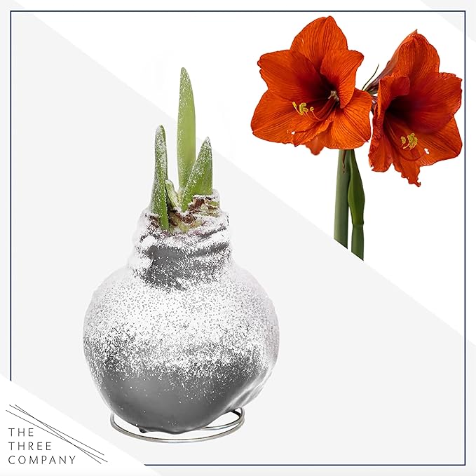 Snow Flecked Waxed Amaryllis Bulb 2-Pack – Silver Wax with Red Blooms – Live Holiday Gift Plant, Easy Care, No Watering Needed