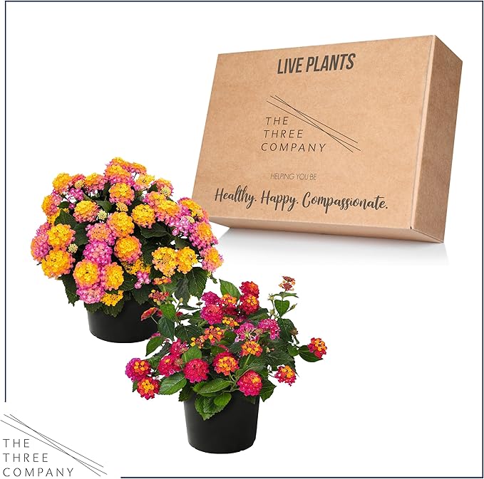 Live Flowering Lantana - Grower's Choice Assorted Colors (2 Plants Per Pack), Healthy Blooming Pollinator, 8" Tall by 5" Wide in 1 Qt Pot