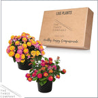 Live Flowering Lantana - Grower's Choice Assorted Colors (2 Plants Per Pack), Healthy Blooming Pollinator, 8" Tall by 5" Wide in 1 Qt Pot