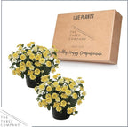 Live Flowering Lantana - Havana Sunshine (2 Plants Per Pack), Healthy Blooming Pollinator, 8" Tall by 5" Wide in 1 Qt Pot