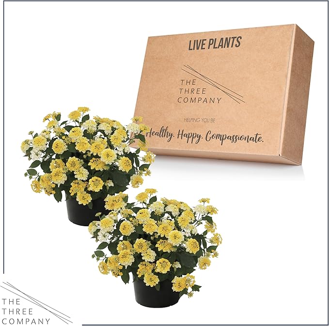 Live Flowering Lantana - Havana Sunshine (2 Plants Per Pack), Healthy Blooming Pollinator, 8" Tall by 5" Wide in 1 Qt Pot