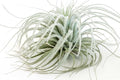 Jumbo Tectorum Ecuador Air Plant - Live Tillandsia Succulent House Plants - Available in Wholesale and Bulk - Home and Garden Decor - Easy Care Indoor/Outdoor Air Plants