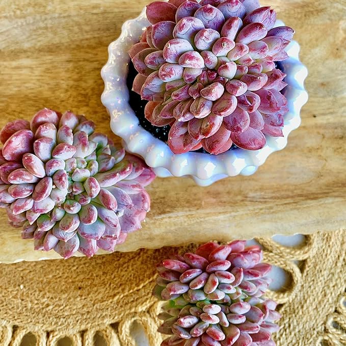 FWPP Succulents Plants Live Echeveria ‘Pink Jenny’,Mini Succulents Red 3 inches Mini Succulents,Bare Root Without Pot,Succulent Plant Live Decoration Plant Gifts