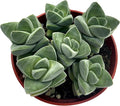 FATPLANTS Succulent Plant(s) Fully Rooted in 4 inch Planter Pots with Soil - Real Succulent Live Potted Succulents/Unique Indoor Cactus Decor (1, Crassula Ivory Towers)