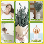 41 PCS Dried Preserved Eucalyptus Bundle for Shower-17'' Real Large Dried Eucalyptus Stems Shower Plants for Shower Hanging, Fresh Eucalyptus Leaves, Fragrance, Bathroom Vase Decor
