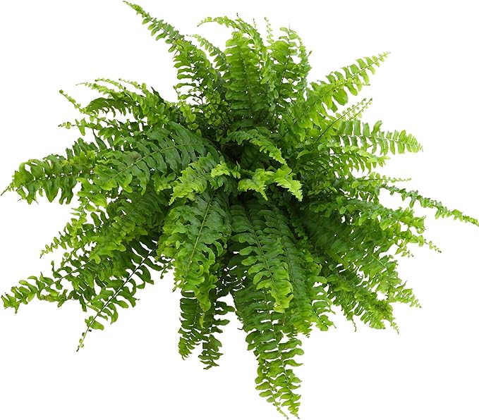 Hanging Boston Fern Live Plant in 6" Hanger, Real Ferns for Outdoors, Pet Friendly & Air Purifying, Low Light Outdoor or Indoor Houseplants, Easy Care Porch Plant by Plants for Pets