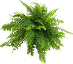 Hanging Boston Fern Live Plant in 6" Hanger, Real Ferns for Outdoors, Pet Friendly & Air Purifying, Low Light Outdoor or Indoor Houseplants, Easy Care Porch Plant by Plants for Pets