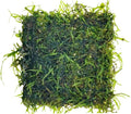 Java Moss Freshwater Live Aquarium Plants on Pad Easy Aquascaping for Fish Tank Decoration