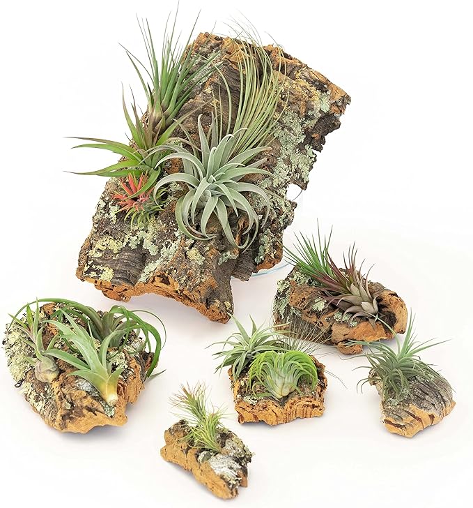 Medium Natural Cork Bark DIY Kit with Mini Xerographica Air Plants, Glue and Hook - Live Tillandsia Succulent House Plant - Wholesale and Bulk - Home and Garden Decor - Easy Care Indoor Outdoor Plants