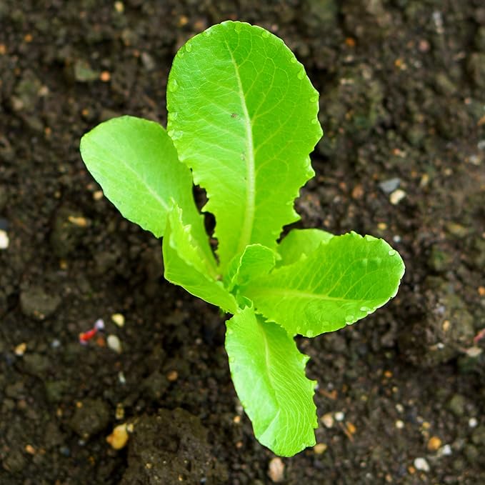 Seed Needs Romaine Lettuce Seeds Variety Pack for Planting a Collection of 2 Individual Varieties - Packets Include Red Romaine & Parris Island COS