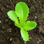 Seed Needs Romaine Lettuce Seeds Variety Pack for Planting a Collection of 2 Individual Varieties - Packets Include Red Romaine & Parris Island COS