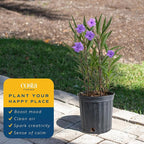 Costa Farms Ruellia Live Plant | Blooming Purple Flowers | Outdoors Garden and Patio Plant in 10-Inch Grower Pot | Landscaping, Borders, Patio Containers | Drought-Tolerant, Butterfly Attractant