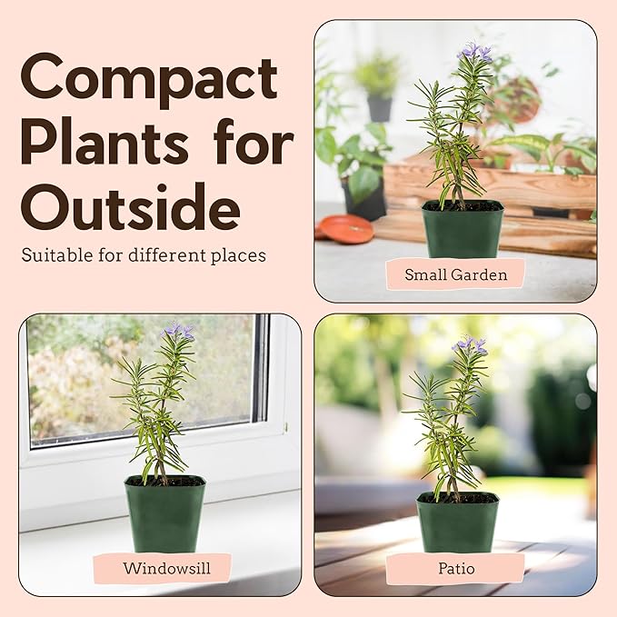 Mini Purple Flower Rosemary Plant Starter Outdoor Herb Garden Live Rosemary Plant (2)