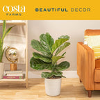 Costa Farms Fiddle Leaf Fig, Live Indoor Ficus Lyrata Floor Plant, Tropical Houseplant Potted in Nursery Planter, Housewarming, Birthday, Office and Living Room Decor, 2-3 Feet Tall