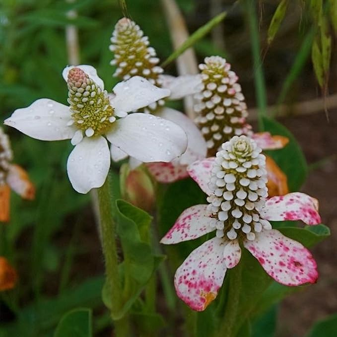 Chalily Yerba Mansa, a Great Live Pond Plant for Your Water Garden. Filters koi and Goldfish Ponds. Good for Bogs, Plant Shelf or Shallow Water This marginal Aquatic is a Real Beauty