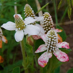 Chalily Yerba Mansa, a Great Live Pond Plant for Your Water Garden. Filters koi and Goldfish Ponds. Good for Bogs, Plant Shelf or Shallow Water This marginal Aquatic is a Real Beauty