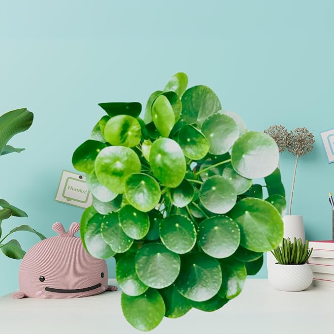Dr. Lu’s Organic Chinese Money Plant (Pilea Peperomioides) | Rooted Friendship/UFO Plant | Rare House Plants for Good Fortune | Live Plants in 6'' Nursery Pot