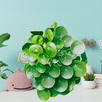 Dr. Lu’s Organic Chinese Money Plant (Pilea Peperomioides) | Rooted Friendship/UFO Plant | Rare House Plants for Good Fortune | Live Plants in 4'' Nursery Pot