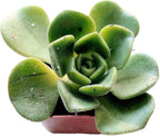 Blissful Aeonium Emerald Ice Succulent – Variegated Green & White Rosettes, Drought Tolerant, Easy Care Indoor/Outdoor Plant, Colorful Home & Garden Décor (Lilypad, 2" Pot)