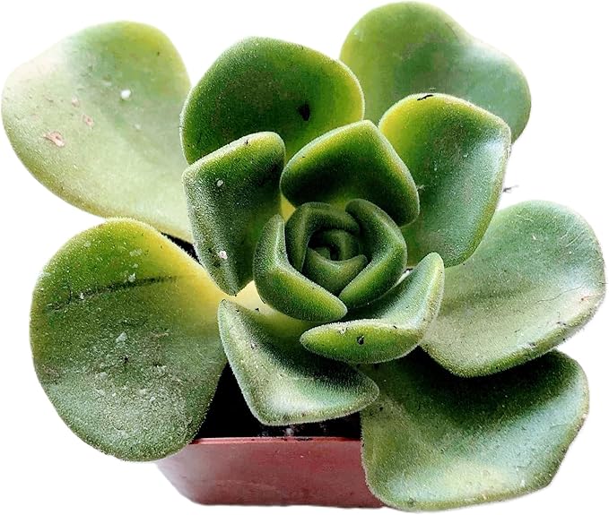 Blissful Aeonium Emerald Ice Succulent – Variegated Green & White Rosettes, Drought Tolerant, Easy Care Indoor/Outdoor Plant, Colorful Home & Garden Décor (Lilypad, 2" Pot)
