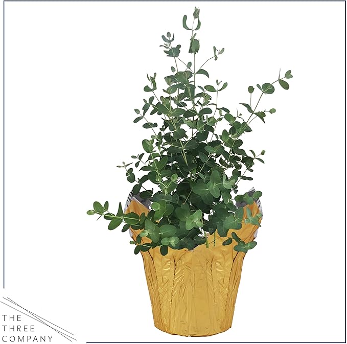 Live Aromatic and Healthy Herb - Eucalyptus, Improves Air Quality, Wrapped in Deco Cover, 14" Tall by 6" Wide in 1.25 Quart Pot