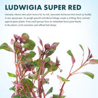 SubstrateSource Live Aquarium Red Stem Plants - Freshwater Aquatic Plant for Fish Tanks, Aquascaping - (Ludwigia Natans Super, 1 Bunch)