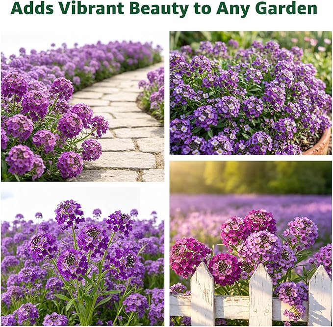 Alyssum Seeds for Planting - Purple Royal Carpet, Sweet Purple Alyssum Flower Seeds, Fragrant Perennial Ground Cover Seeds for Garden Beds, Borders and Containers.