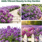 Alyssum Seeds for Planting - Purple Royal Carpet, Sweet Purple Alyssum Flower Seeds, Fragrant Perennial Ground Cover Seeds for Garden Beds, Borders and Containers.