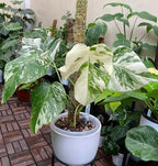 50pcs Mixed Monstera Plant Seeds, Rare Tropical Foliage Variety, Easy to Grow Houseplant, Indoor & Outdoor Decorative Greenery, Exotic Jungle Vibes for Home or Garden Planters