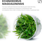 Ultum Nature Systems Echinodorus Magdalenensis Sword Tissue Culture Live Plant for Aquarium, Freshwater Fish Tank, Aquascaping - 100% Snail Free in Vitro