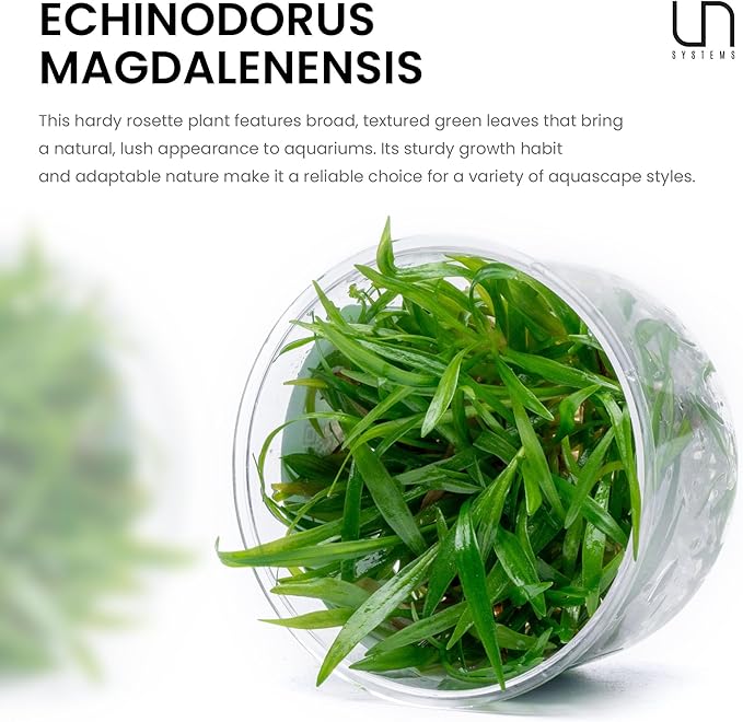 Ultum Nature Systems Echinodorus Magdalenensis Sword Tissue Culture Live Plant for Aquarium, Freshwater Fish Tank, Aquascaping - 100% Snail Free in Vitro