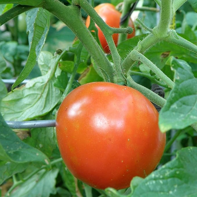 Bonnie Plants Better Boy Tomato Plug, Live Plant, for Burgers, Salsa, and Sauces, Full Sun, 3 Cubic in., 6 Pack