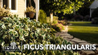 Ficus Triangularis | 3 Live Plants | Ficus Triangularis | Indoor Houseplant | Live Evergreen Tree | Low Maintenance | Air Purifying | Unique Leaf Shape | Home or Office Decor