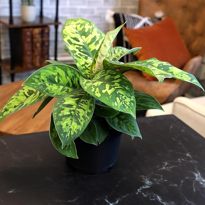 Variegated Camouflage Homalomena Plant (Approx. 14" Tall) in 6" Pot, Air Purifying Houseplant, Easy Care for Beginners, Rare Houseplants for Home or Office by Plants for Pets