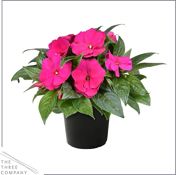 Live New Guinea Impatiens Plant - Shades of Pink (3 Plants Per Pack) - Beautiful Flowering Shade Flowers - 12" Tall by 5" Wide in 1 Qt Pot (Pack of 2)