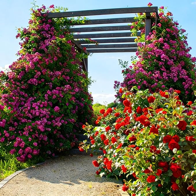 Mix Climbing Rose Seeds for Planting, 300pcs Rare Perennial Climbing Rose Flower Seeds Ground Cover Flowers Plants, Heirloom Non-GMO Hummingbirds Pollinate Flowers for Home Garden Outdoors
