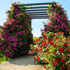 Mix Climbing Rose Seeds for Planting, 300pcs Rare Perennial Climbing Rose Flower Seeds Ground Cover Flowers Plants, Heirloom Non-GMO Hummingbirds Pollinate Flowers for Home Garden Outdoors