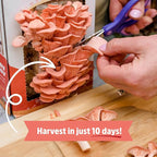 Back to the Roots Organic Pink Mushroom Grow Kit, Harvest Gourmet Mushrooms In 10 Days