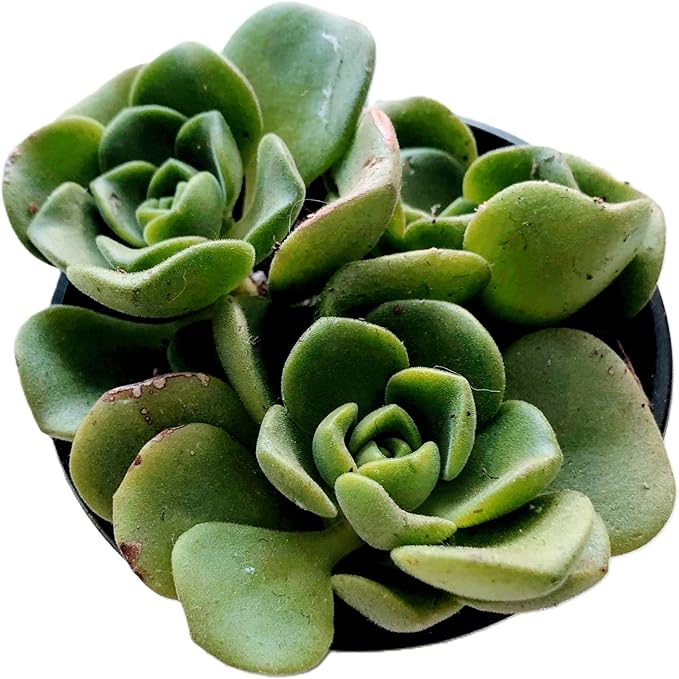 Blissful Aeonium Emerald Ice Succulent – Variegated Green & White Rosettes, Drought Tolerant, Easy Care Indoor/Outdoor Plant, Colorful Home & Garden Décor (Lilypad, 4" Pot)