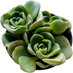 Blissful Aeonium Emerald Ice Succulent – Variegated Green & White Rosettes, Drought Tolerant, Easy Care Indoor/Outdoor Plant, Colorful Home & Garden Décor (Lilypad, 4" Pot)
