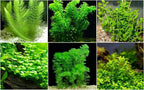 Low Light Aquatic Plant Set - Beginner-Friendly Live Aquarium Plants | Easy Care, Thrives in Low Light | Natural Filtration & Freshwater Tank Decor - Single Pack (6 Bunches)