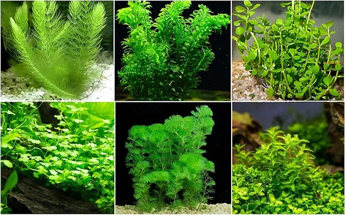 Low Light Aquatic Plant Set - Beginner-Friendly Live Aquarium Plants | Easy Care, Thrives in Low Light | Natural Filtration & Freshwater Tank Decor - Single Pack (6 Bunches)