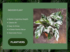 PLANTVERS Calathea Stella in a 6" Grow Pot – Calathea White Fusion – Low Light White Fusion Plant - Easy Care Tropical Houseplant - Variegated Indoor Plant