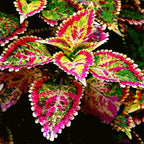 CarpetC 100+ Coleus Rainbow Seeds for Planting, Perennial Colorful Foliage Shade Plant, Plectranthus scutellarioides for Home Containers and Garden Borders