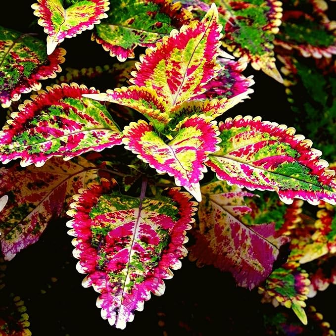 CarpetC 100+ Coleus Rainbow Seeds for Planting, Perennial Colorful Foliage Shade Plant, Plectranthus scutellarioides for Home Containers and Garden Borders