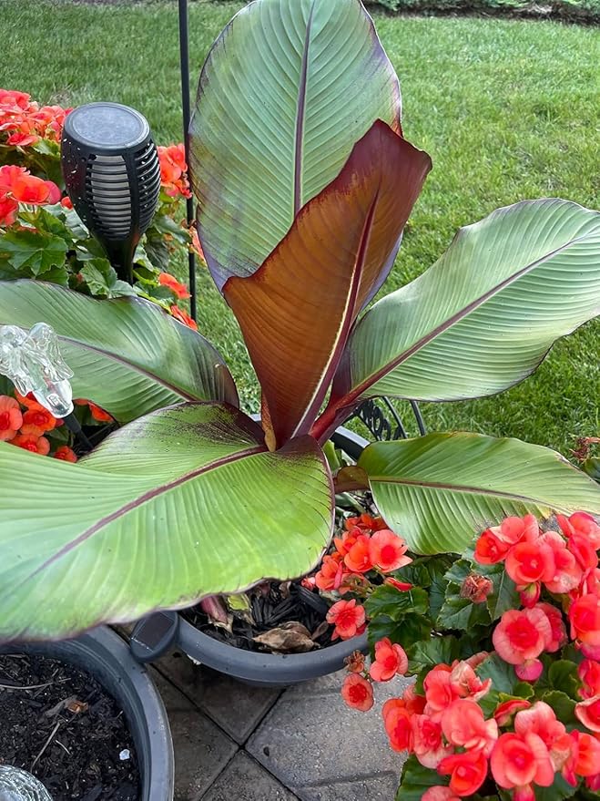 Ensete Maurelii - Red Abyssinian Banana Plant - Red Banana Tree - Potted Tropical Plants - Banana Tree Fruit Plants Live for Planting